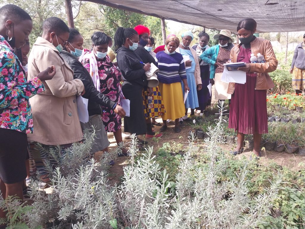 farmers viewing the herb gardens at Fambidzanai Permaculture Centre