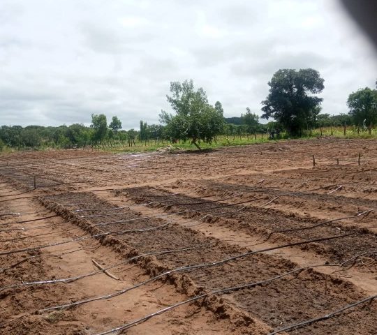 Chinyika Nutritional Garden